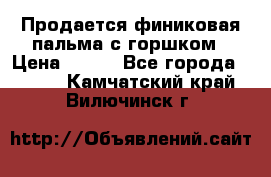 Продается финиковая пальма с горшком › Цена ­ 600 - Все города  »    . Камчатский край,Вилючинск г.